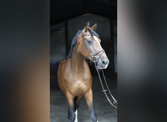 Holsteiner, Stute, 6 Jahre, 165 cm, Brauner