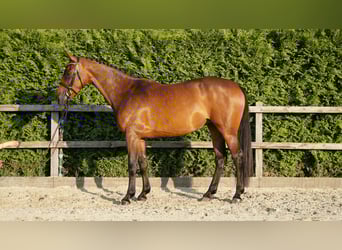 Holsteiner, Stute, 6 Jahre, 165 cm, Brauner