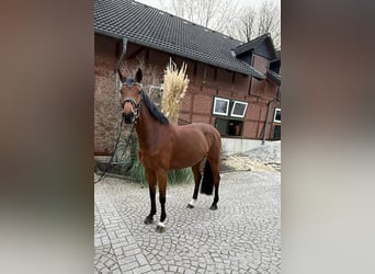 Holsteiner, Stute, 6 Jahre, 165 cm, Brauner