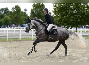 Holsteiner, Stute, 6 Jahre, 165 cm, Fliegenschimmel