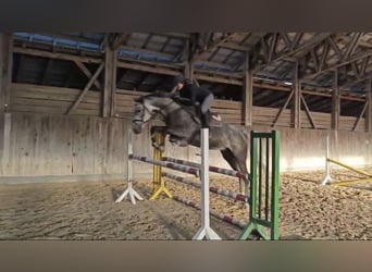 Holsteiner, Stute, 6 Jahre, 165 cm, Fliegenschimmel