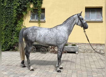 Holsteiner, Stute, 6 Jahre, 165 cm, Schimmel