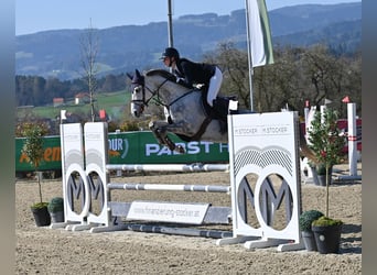 Holsteiner, Stute, 6 Jahre, 165 cm, Schimmel