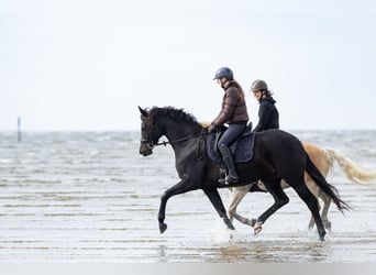 Holsteiner, Stute, 6 Jahre, 165 cm, Schwarzbrauner