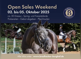 Holsteiner, Stute, 6 Jahre, 166 cm, Brauner