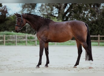 Holsteiner, Stute, 6 Jahre, 166 cm, Brauner