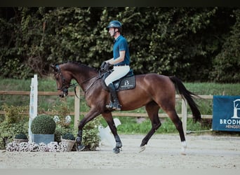 Holsteiner, Stute, 6 Jahre, 166 cm, Brauner