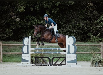 Holsteiner, Stute, 6 Jahre, 166 cm, Brauner