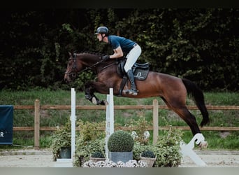 Holsteiner, Stute, 6 Jahre, 166 cm, Brauner