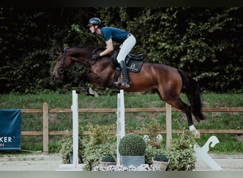 Holsteiner, Stute, 6 Jahre, 166 cm, Brauner