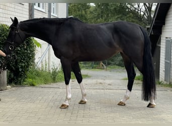 Holsteiner, Stute, 6 Jahre, 166 cm, Dunkelbrauner