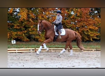 Holsteiner, Stute, 6 Jahre, 166 cm, Fuchs