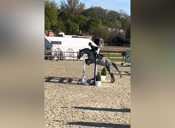 Holsteiner, Stute, 6 Jahre, 166 cm, Schimmel