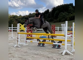 Holsteiner, Stute, 6 Jahre, 166 cm, Schimmel