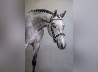 Holsteiner, Stute, 6 Jahre, 166 cm, Schimmel