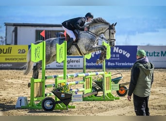 Holsteiner, Stute, 6 Jahre, 166 cm