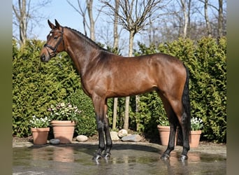 Holsteiner, Stute, 6 Jahre, 167 cm, Brauner