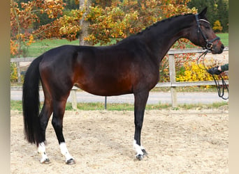 Holsteiner, Stute, 6 Jahre, 167 cm, Schwarzbrauner