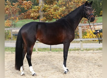 Holsteiner, Stute, 6 Jahre, 167 cm, Schwarzbrauner