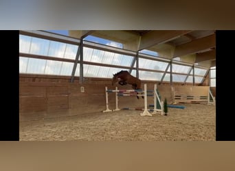 Holsteiner, Stute, 6 Jahre, 168 cm, Brauner