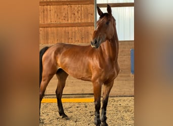 Holsteiner, Stute, 6 Jahre, 168 cm, Brauner