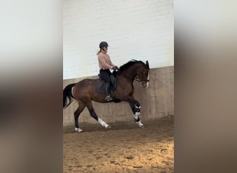 Holsteiner, Stute, 6 Jahre, 168 cm, Brauner