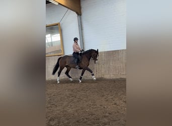 Holsteiner, Stute, 6 Jahre, 168 cm, Brauner