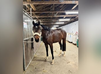 Holsteiner, Stute, 6 Jahre, 168 cm, Dunkelbrauner