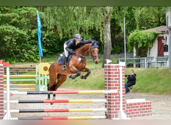 Holsteiner, Stute, 6 Jahre, 168 cm, Dunkelbrauner