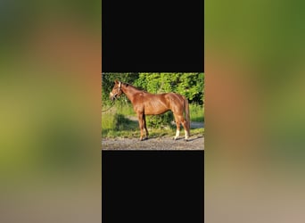Holsteiner, Stute, 6 Jahre, 168 cm, Dunkelfuchs