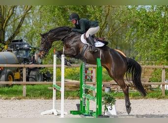 Holsteiner, Stute, 6 Jahre, 168 cm, Schwarzbrauner