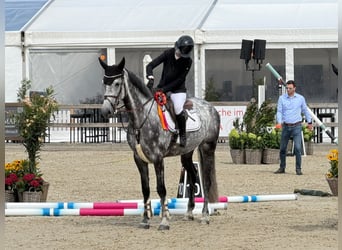 Holsteiner, Stute, 6 Jahre, 169 cm, Apfelschimmel