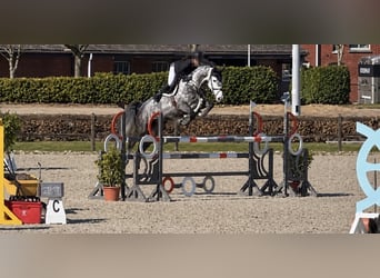 Holsteiner, Stute, 6 Jahre, 169 cm, Apfelschimmel