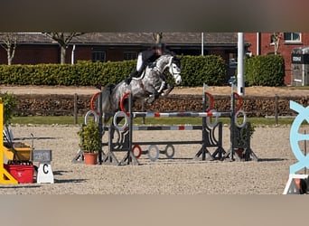 Holsteiner, Stute, 6 Jahre, 169 cm, Apfelschimmel