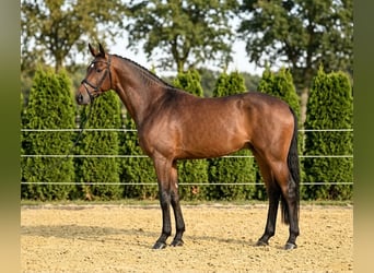 Holsteiner, Stute, 6 Jahre, 169 cm, Brauner