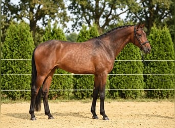 Holsteiner, Stute, 6 Jahre, 169 cm, Brauner