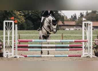 Holsteiner, Stute, 6 Jahre, 170 cm, Apfelschimmel