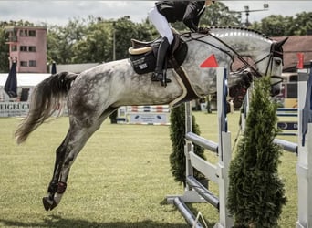 Holsteiner, Stute, 6 Jahre, 170 cm, Apfelschimmel