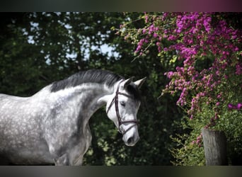 Holsteiner, Stute, 6 Jahre, 170 cm, Apfelschimmel