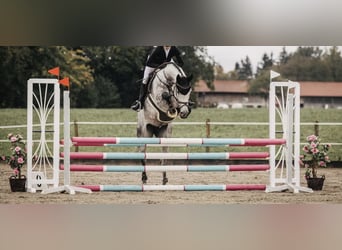 Holsteiner, Stute, 6 Jahre, 170 cm, Apfelschimmel