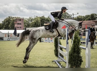 Holsteiner, Stute, 6 Jahre, 170 cm, Apfelschimmel