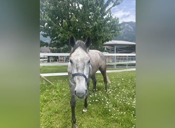 Holsteiner, Stute, 6 Jahre, 170 cm, Apfelschimmel