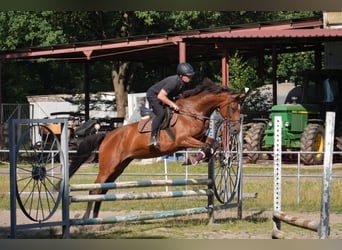 Holsteiner, Stute, 6 Jahre, 170 cm, Brauner