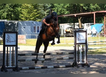 Holsteiner, Stute, 6 Jahre, 170 cm, Brauner