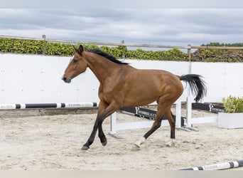 Holsteiner, Stute, 6 Jahre, 170 cm, Brauner