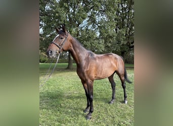 Holsteiner, Stute, 6 Jahre, 170 cm, Dunkelbrauner
