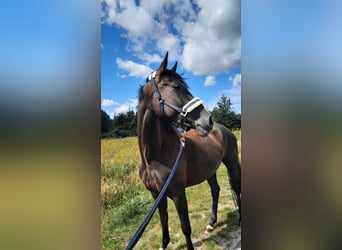 Holsteiner, Stute, 6 Jahre, 170 cm