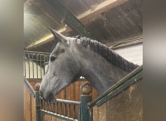 Holsteiner, Stute, 6 Jahre, 170 cm, Rappschimmel