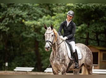 Holsteiner, Stute, 6 Jahre, 170 cm, Schimmel