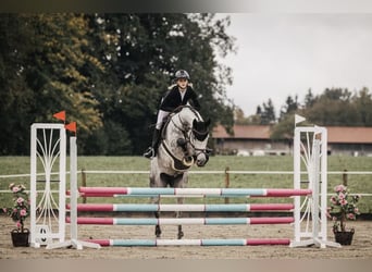 Holsteiner, Stute, 6 Jahre, 170 cm, Schimmel